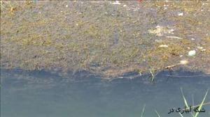 جلبک های آبزی تهدیدی جدی برای رودخانه دز