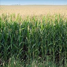 35درصد ذرت دانه ای کشور در خوزستان تولید می شود