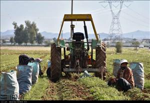 بیمه محصولات کشاورزی خوزستان به 349هزار هکتار رسید