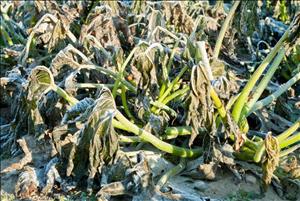 هواشناسی دزفول نسبت به سرمازدگی محصولات کشاورزی هشدار داد