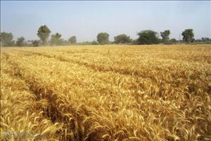 پرداخت قسط اول گندمکاران خوزستانی تا پایان هفته