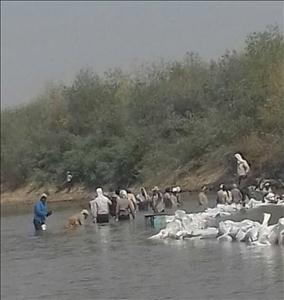 کشت و صنعت نیشکر رودخانه دز را به روی کشاورزان بست