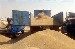 تولید گندم در خوزستان به یک میلیون و ۶۵۰هزار تن رسید