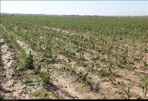 بارندگی به سه هزار و 600 هکتار زمین کشاورزی اندیمشک خسارت زد