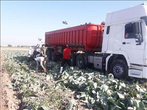 کسادی بازار ، دسترنج کشاورزان دزفول را خوراک دام کرد