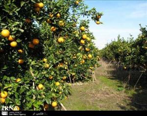 باغداران خوزستانی برای اجرای طرح آبیاری قطره ای کمک بلاعوض دریافت می کنند