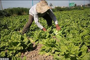 برداشت کاهو و هویج در خوزستان آغاز شد