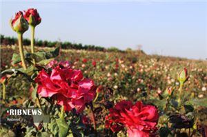 قطب سوم پرورش گل ایران در انتظار حمایت 