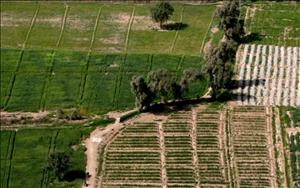 6هزار هکتار زمین کشاورزی آماده واگذاری به افراد واجد شرایط خوزستانی است