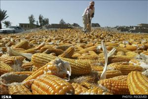 پرداخت مطالبات ذرتکاران خوزستان