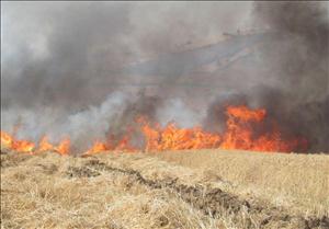 آتش به جان مزارع؛ سنتی نادرست در بین کشاورزان خوزستانی 