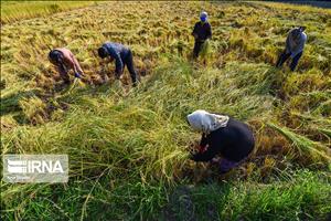 برداشت برنج دزفول، کمبود امکانات و انحصار دلالان