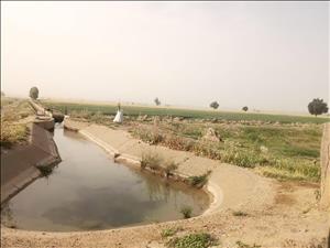 "گندم" پیشتازسطح زیر کشت قراردادهای زمستانه در شبکه های آبیاری شمال خوزستان