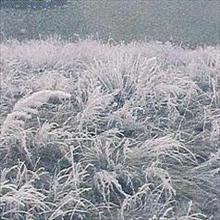 سرما به هفت هزار و 525 هکتار از مزارع دزفول خسارت زد