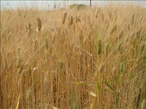 خوزستان مرغوب‌ترین گندم کشور را تولید می‌کند
