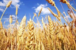 کاهش هیدرومدول گندم برای افزایش راندمان آبیاری در خوزستان 